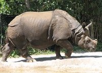 260px-Indian_Rhino_001.jpg