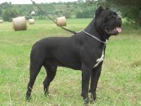 cane-corso.jpg