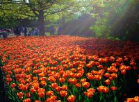 field_of_tulips-10325.jpg