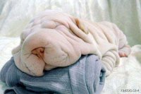 shar_pei_dog_Funzug.org_06.jpg