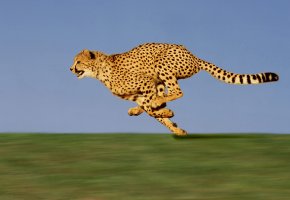 gepard-scaled.jpg