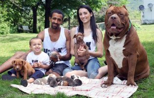 hulk-pitbull-csaladjaval_boredpanda_crop_60f6c49eb4f77.jpg