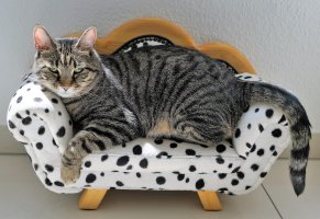 cat-2525277_1280.jpg