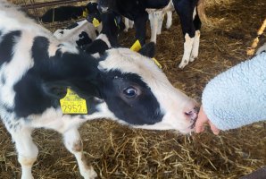 42/2025 Bocisimogatás és keresztelő