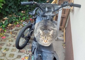 43/2025 Zsanci a motoron