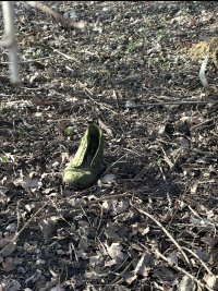 IMG_8552.jpeg
