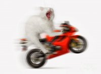 kitty-on-a-motorcycle-doing-a-wheelie-oleksiy-maksymenko.jpg