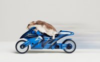 Mouse-on-a-motorcycle-wallpaper_4599.jpg