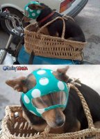 dog_rider_costume.jpg