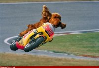 Dog-Riding-a-Motorbike-70980.jpg