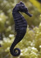 24212_seahorse_small-medium_normal.jpg