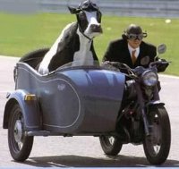 cow-on-motorcycle-454.jpg