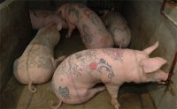 hog-tattoos.jpg