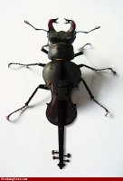 Bug-Violin--38779.jpg