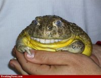 Frog--38784.jpg