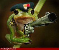 Frog-Soldier--38548.jpg