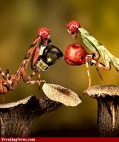 Praying-Mantis-Boxing--38775.jpg