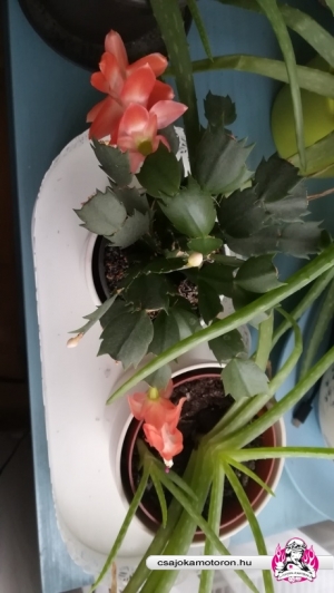 virágzó kaktusz