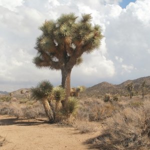 Joshua tree (3)