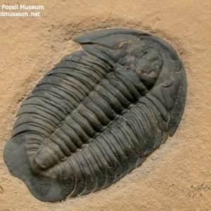 trilobite-661-parado-lady-2019_10