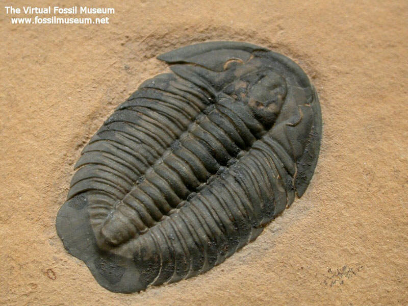 trilobite-661-parado-lady-2019_10