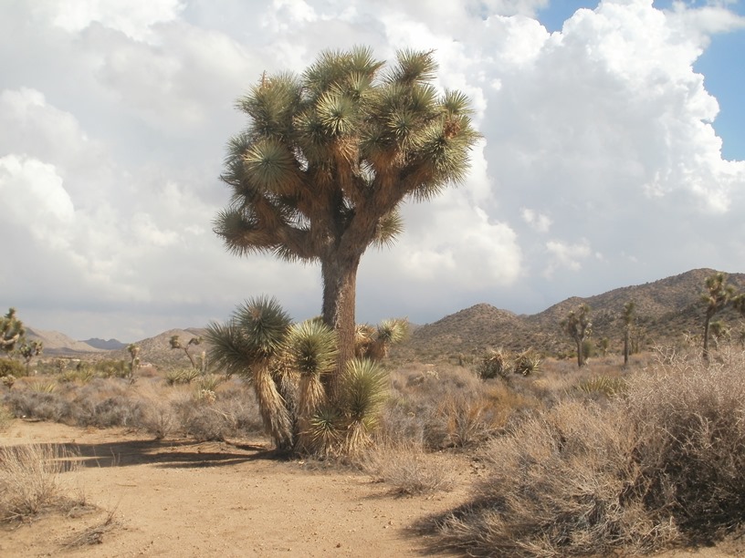 Joshua tree (3)